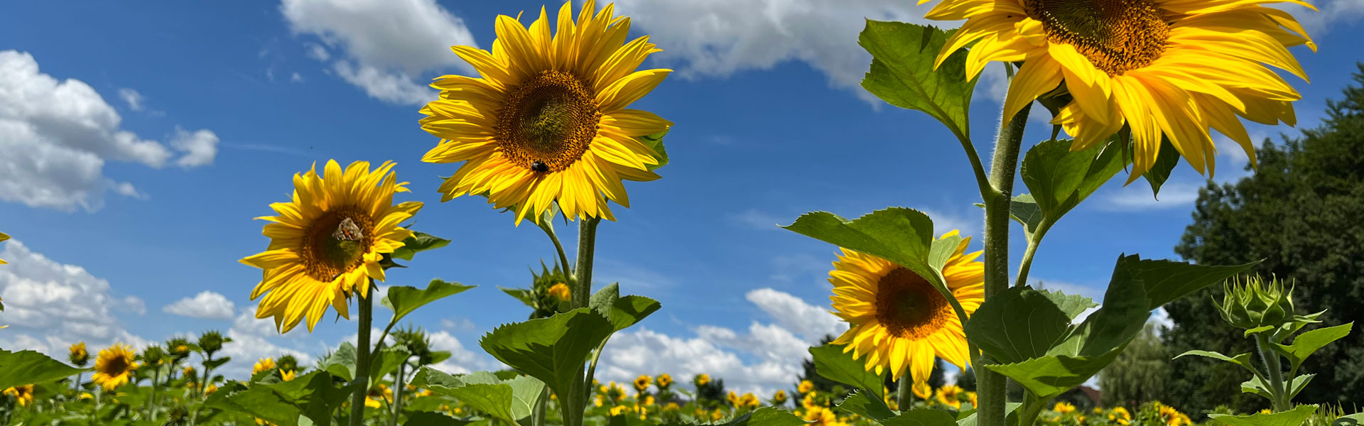 Header Althegnenberg (012)