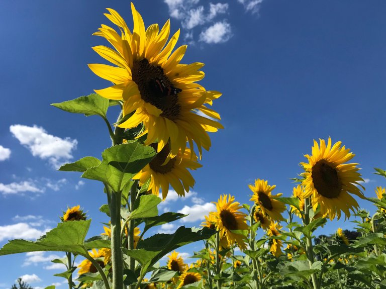 Sonnenblumen