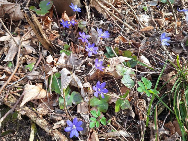 Waldblumen