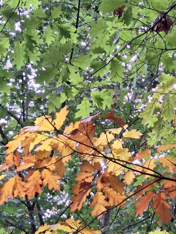 Wald6